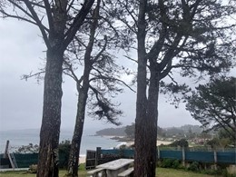 Tala en altura piñeiros radiata LOUREIRO ARBORICULTURA GALICIA