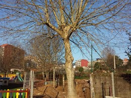 Tala en altura platano 1 LOUREIRO ARBORICULTURA GALICIA