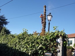 Tala en altura Pseudotsuga seca 3 LOUREIRO ARBORICULTURA GALICIA