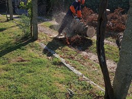 Tala en altura Pseudotsuga seca 4 LOUREIRO ARBORICULTURA GALICIA