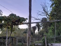 Tala palmera espacio reducido 1 LOUREIRO ARBORICULTURA GALICIA