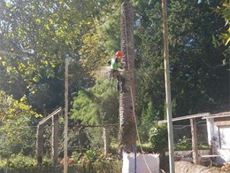 Tala palmera espacio reducido 2 LOUREIRO ARBORICULTURA GALICIA