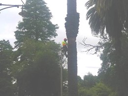 Tala palmera inicio Loureiro Arboricultura