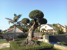 Topiaria (Despois) SANXENXO LOUREIRO ARBORICULTURA