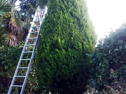 Topiaria thuja antes loureiroarboricultura.com