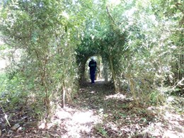 Tratamento buxos boj Cydalima Ourense Loureiro Arboricultura Galicia