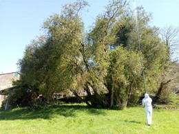 Tratamento buxos boj Cydalima Pontevedra Loureiro Arboricultura Galicia