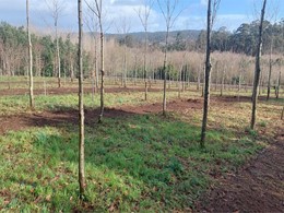  tratamiento silvícola poda castaños loureiroarboricultura.com