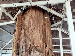 valoración de riesgo, alto. LOUREIRO ARBORICULTURA GALICIA