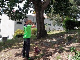 valoración del estado del arbolado y del riesgo. LOUREIRO ARBORICULTURA GAL