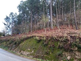 Xestión Gestión de Montes poda prevención incendios PONTEVEDRA LOUREIRO ARB